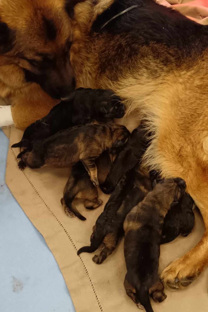 chiot Berger Allemand Du Domaine Du Gitan