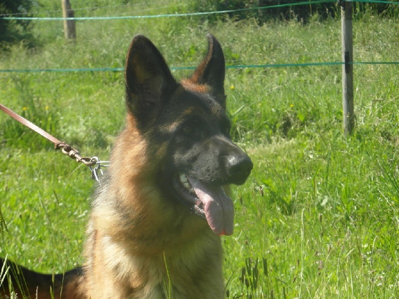 H'inchallah Du Domaine Du Gitan