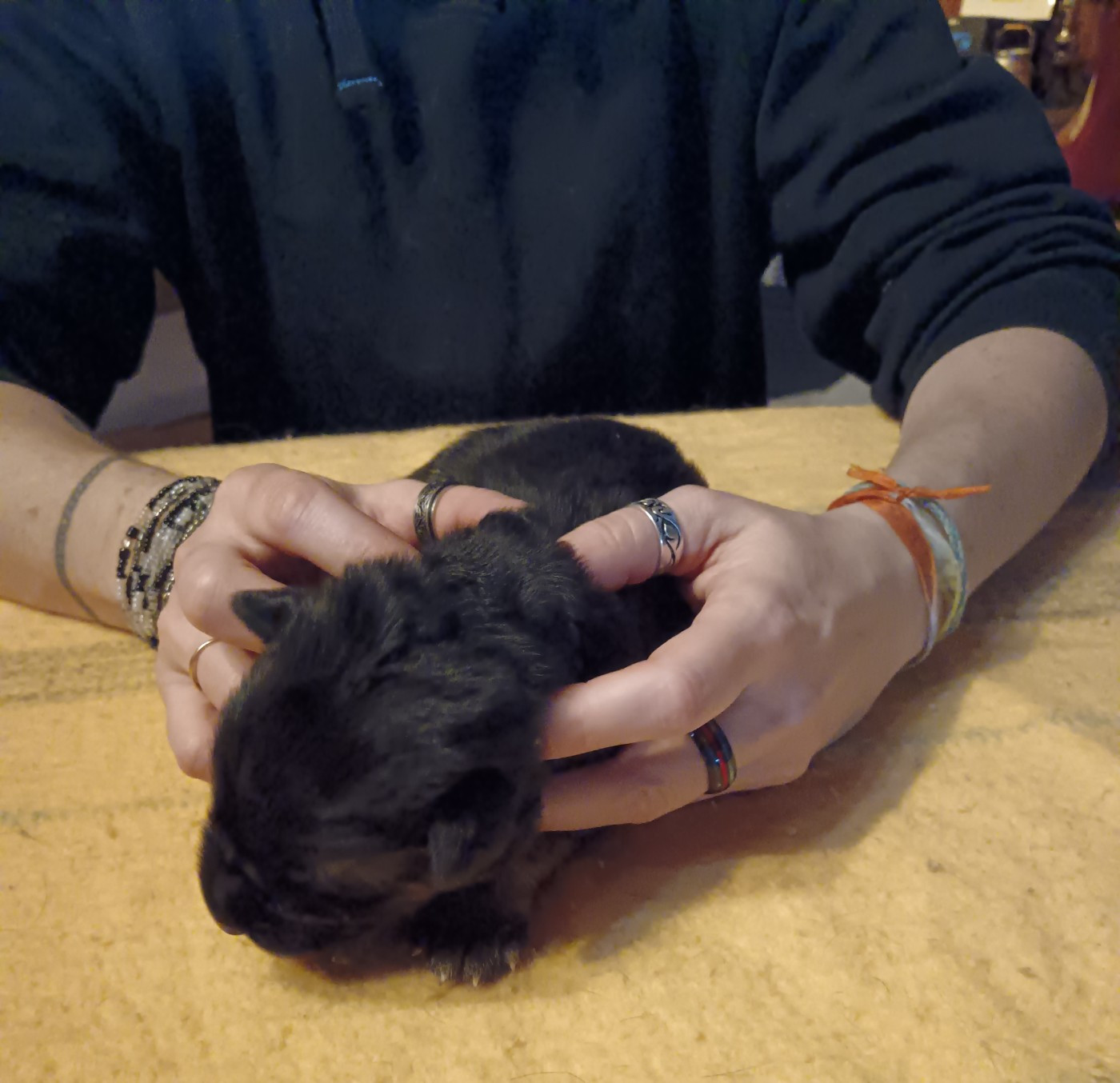 Visite de notre vétérinaire ostéopathe