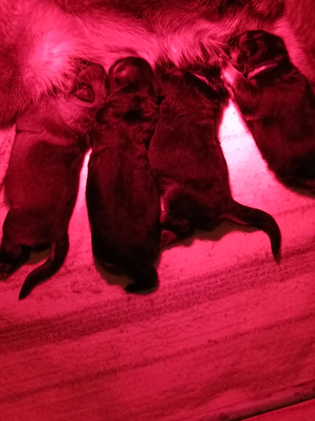 Superbes petits loups disponibles