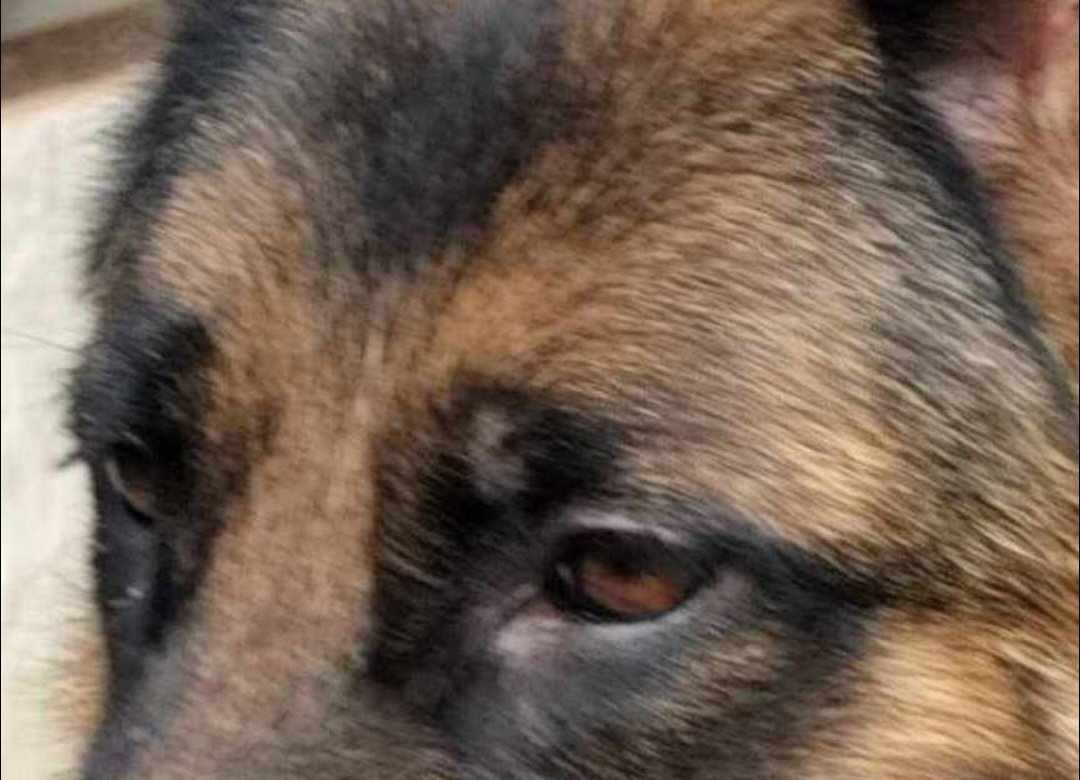 Bientôt des petits loups