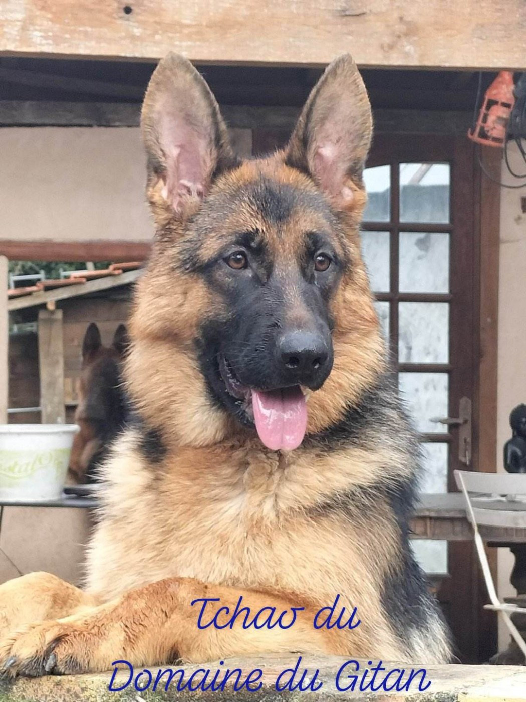 Des petits loups........