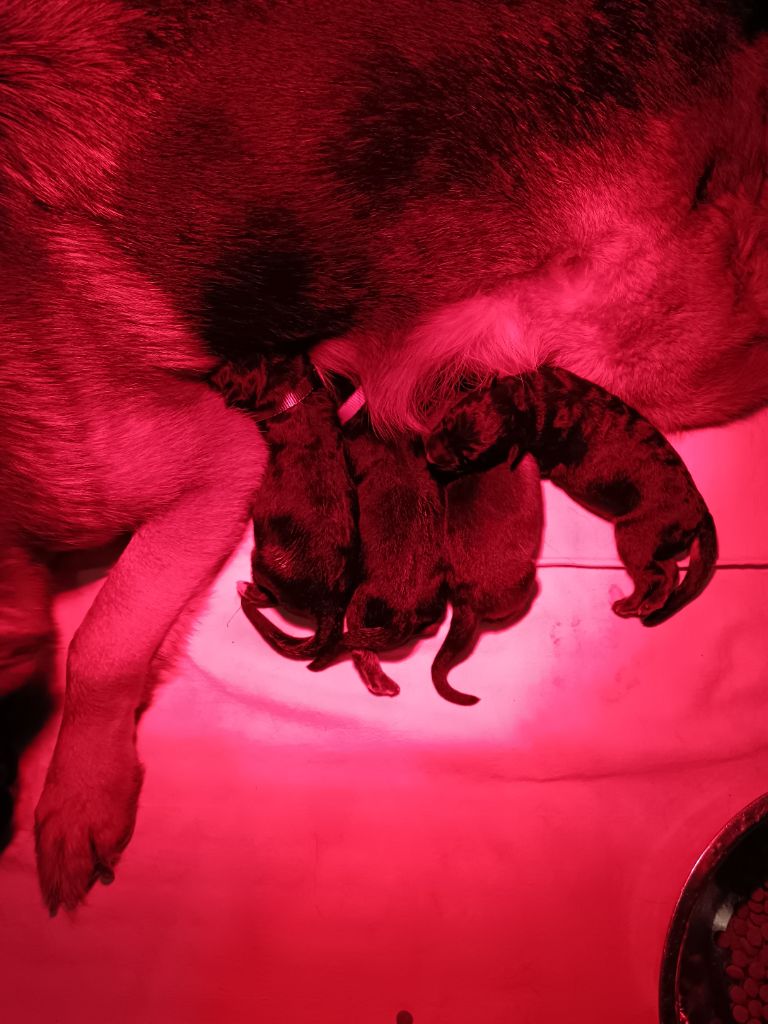 Du Domaine Du Gitan - Chiots disponibles - Berger Allemand