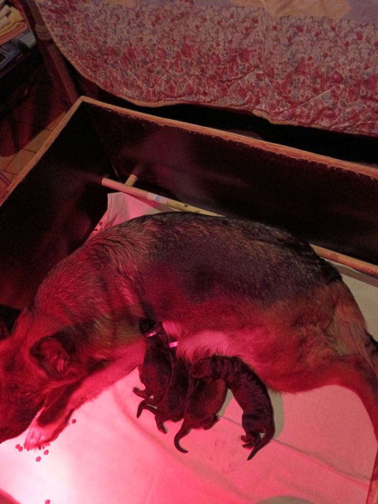 Du Domaine Du Gitan - Chiots disponibles - Berger Allemand