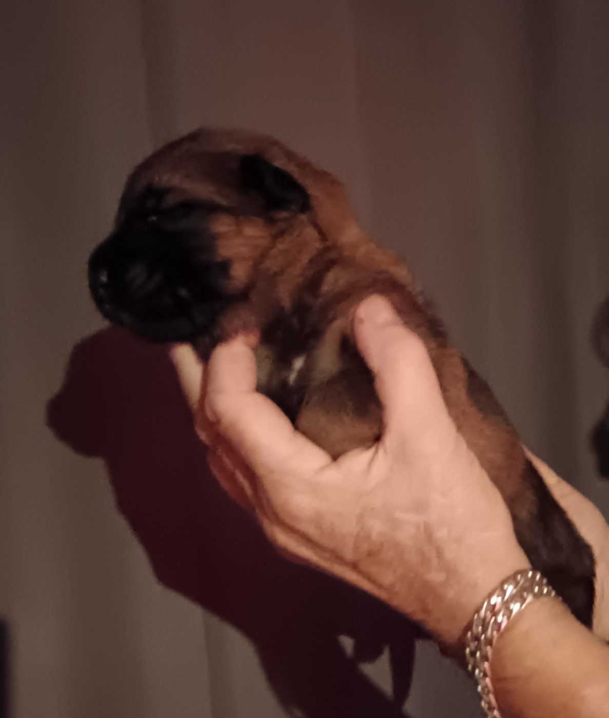 Du Domaine Du Gitan - Chiots disponibles - Berger Allemand