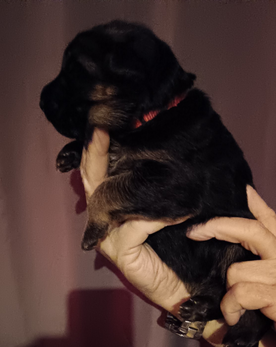 Du Domaine Du Gitan - Chiots disponibles - Berger Allemand