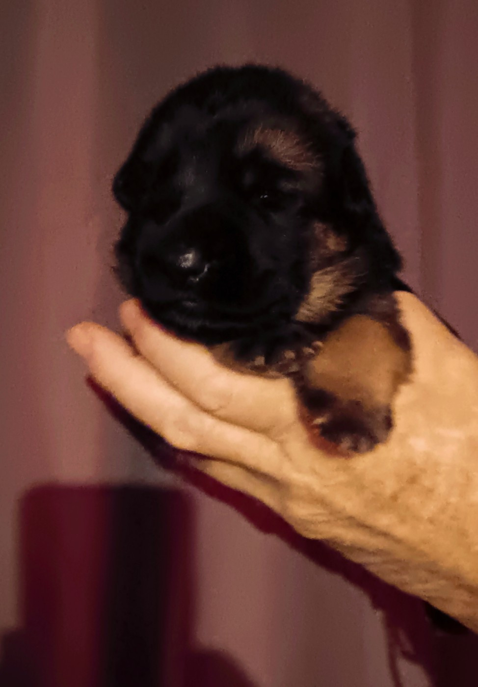 Du Domaine Du Gitan - Chiots disponibles - Berger Allemand