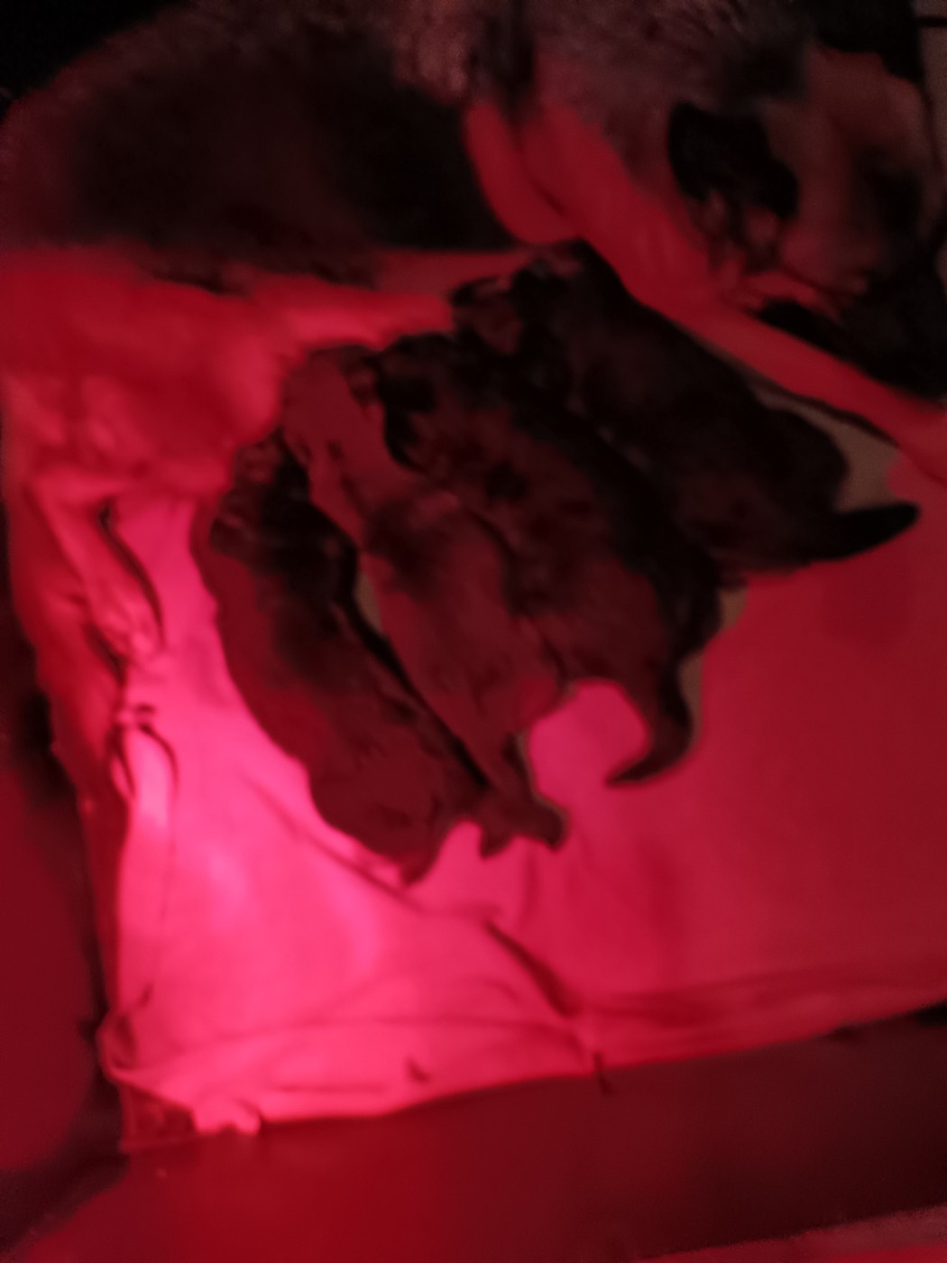 Du Domaine Du Gitan - Chiots disponibles - Berger Allemand