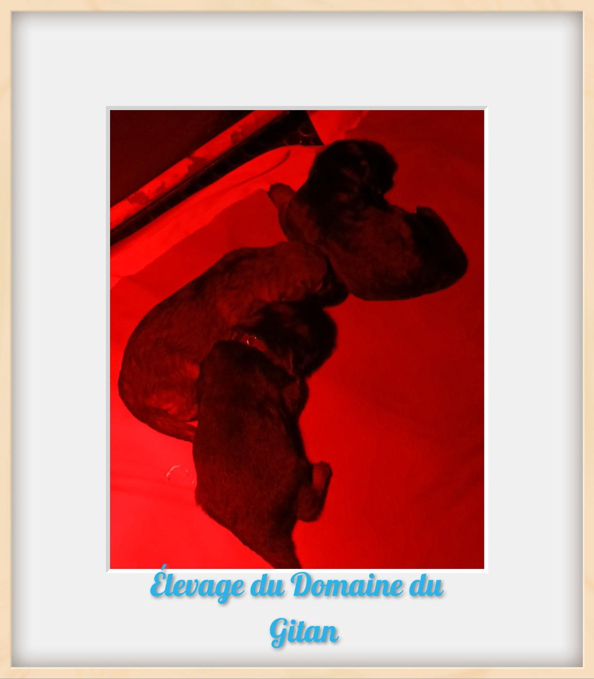 Du Domaine Du Gitan - Chiots disponibles - Berger Allemand