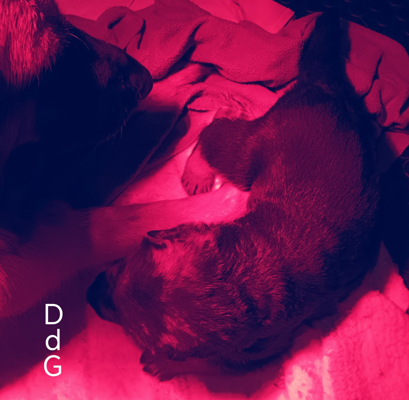 Du Domaine Du Gitan - Chiots disponibles - Berger Allemand
