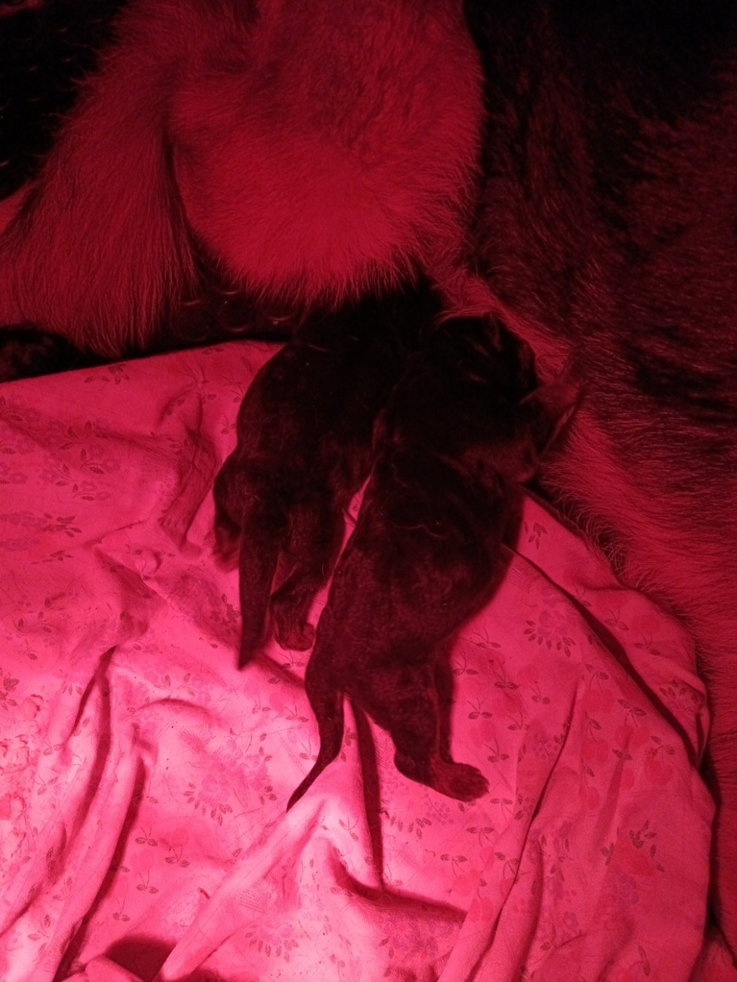 Du Domaine Du Gitan - Chiots disponibles - Berger Allemand
