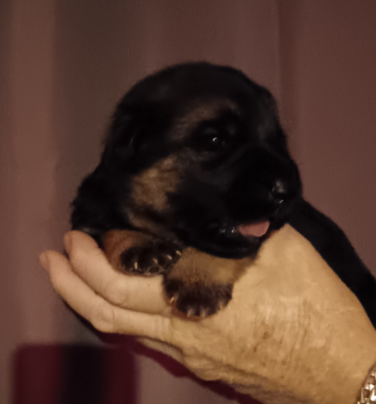 Du Domaine Du Gitan - Chiots disponibles - Berger Allemand