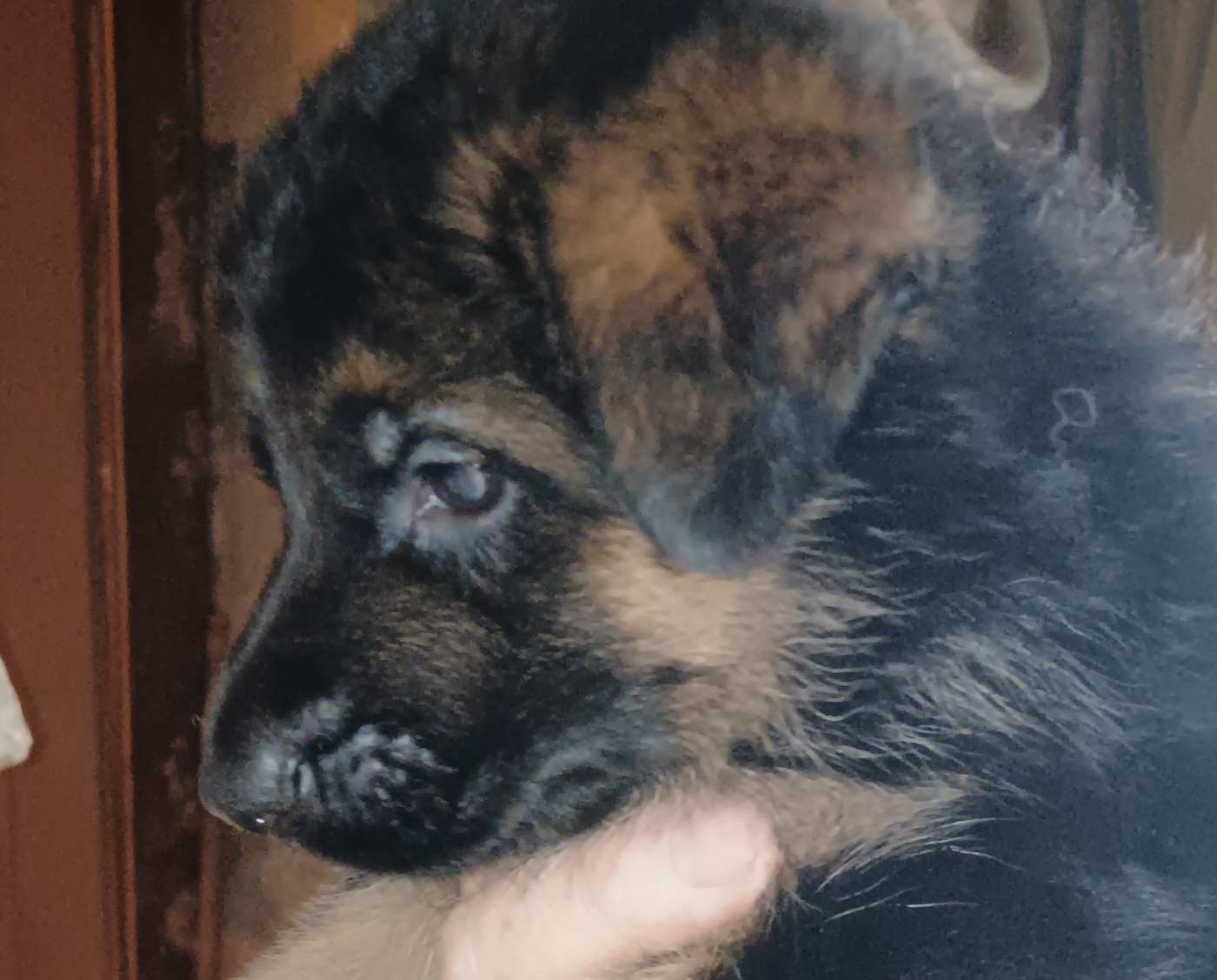 Du Domaine Du Gitan - Chiots disponibles - Berger Allemand