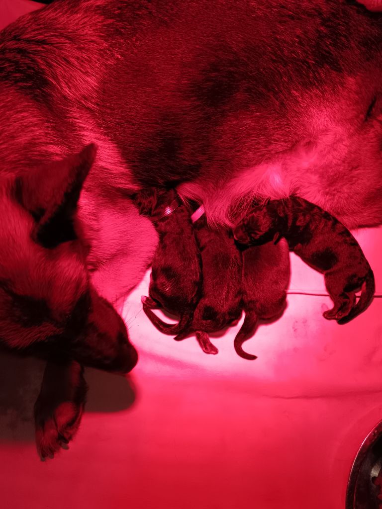 Chiot Berger Allemand Du Domaine Du Gitan