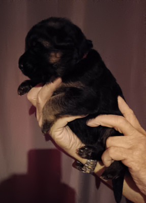 ALKO du Domaine du Gitan