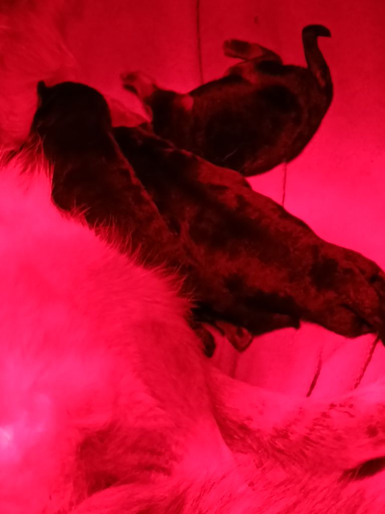 Du Domaine Du Gitan - Chiots disponibles - Berger Allemand