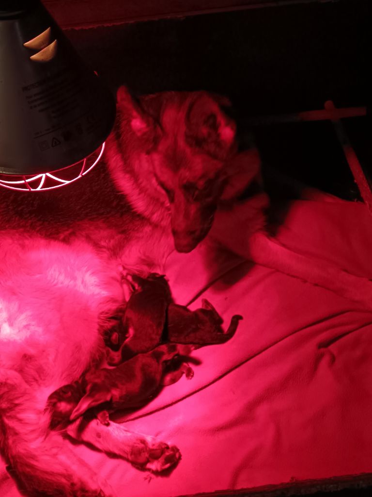 Du Domaine Du Gitan - Chiots disponibles - Berger Allemand