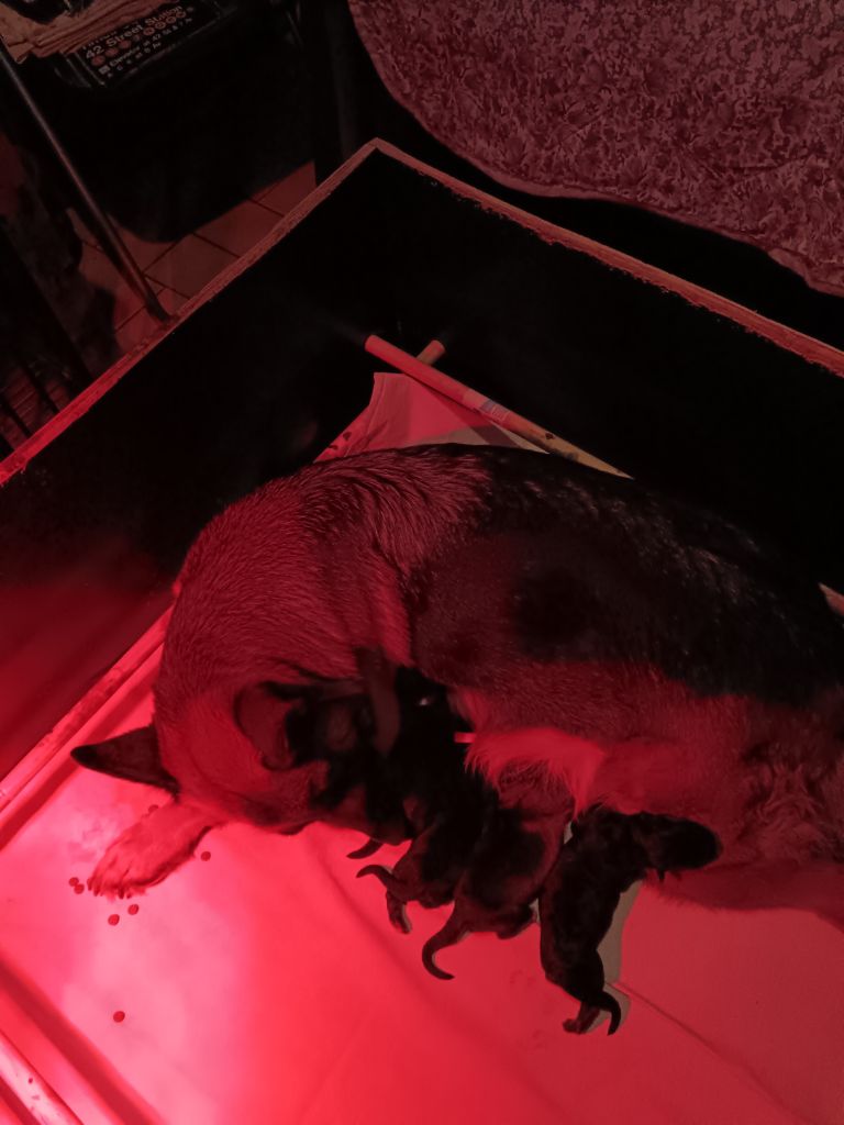 Du Domaine Du Gitan - Chiots disponibles - Berger Allemand